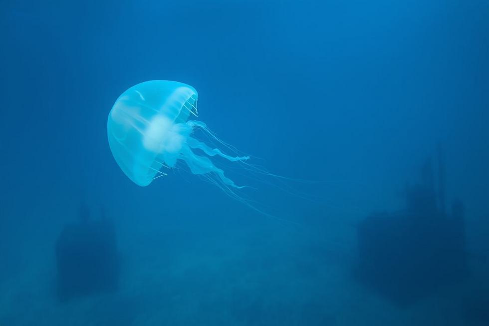 Alforrecas, Radiação e Segurança Nuclear