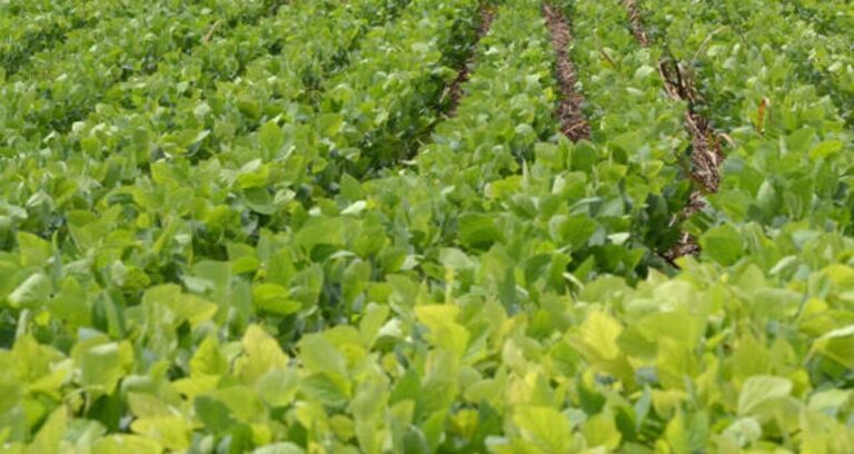 Banco do Brasil descarta crise no agro e vê ‘desafios pontuais’; entenda os destaques da semana no setor