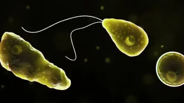 Vírus Nipah Preocupa o Mundo, Mas Cientistas Alertam para Outro Perigo Invisível e Não Identificado
