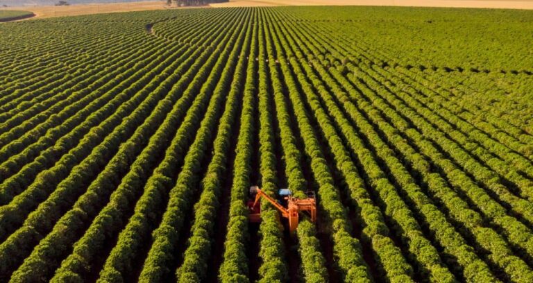 Raízen (RAIZ4) Volta a Ser Penny Stock; Etanol de Milho Tem Ponto Fraco e Mercado de Carne Bovina para o Japão em 2026 são Destaques da Semana no Agro