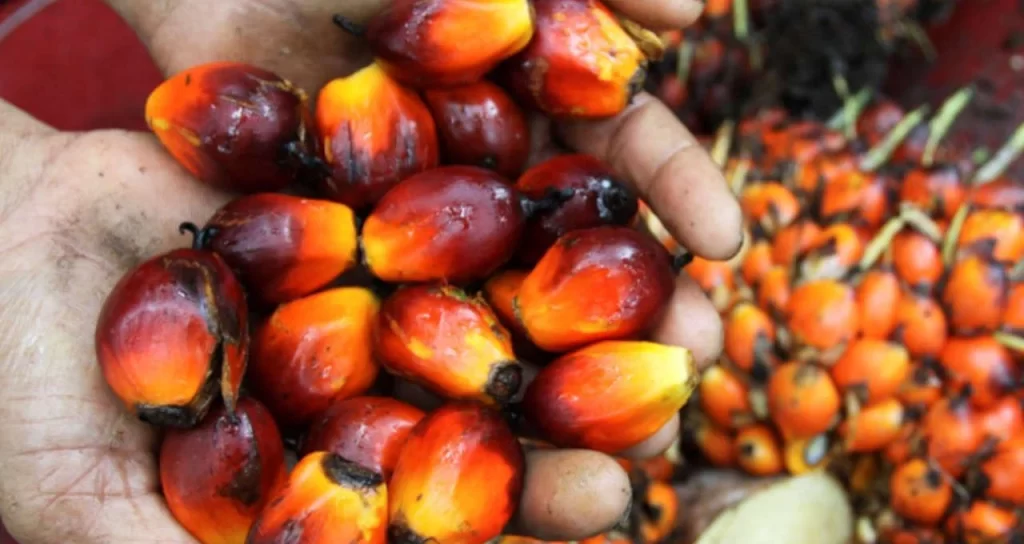 Grupo Colombiano Daabon Adquire Agropalma em Negócio Bilionário no Brasil