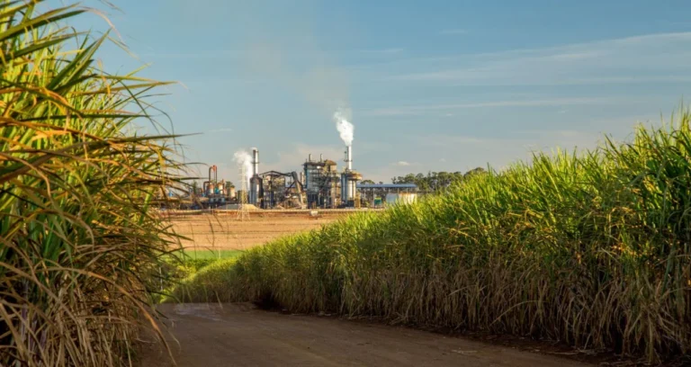 BTG Pactual Rebaixa Ações de São Martinho e Jalles Machado: Petróleo Brent a US$ 90 e Incertezas na Petrobras Pressionam Setor