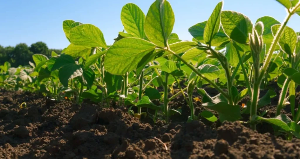 Projeção do VBP Agropecuário para 2026 Atinge R$ 1,385 Trilhões, Mas Queda de 3,9% é Prevista