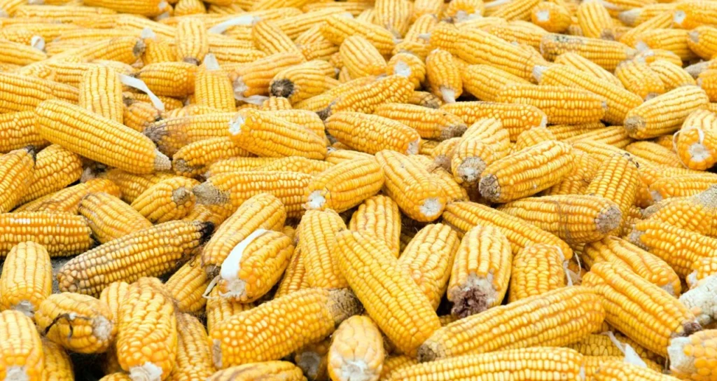 Mato Grosso Lança Plano Ambicioso para Biomasa: Adeus à Madeira Nativa nas Usinas de Etanol, Olá ao Futuro Sustentável!