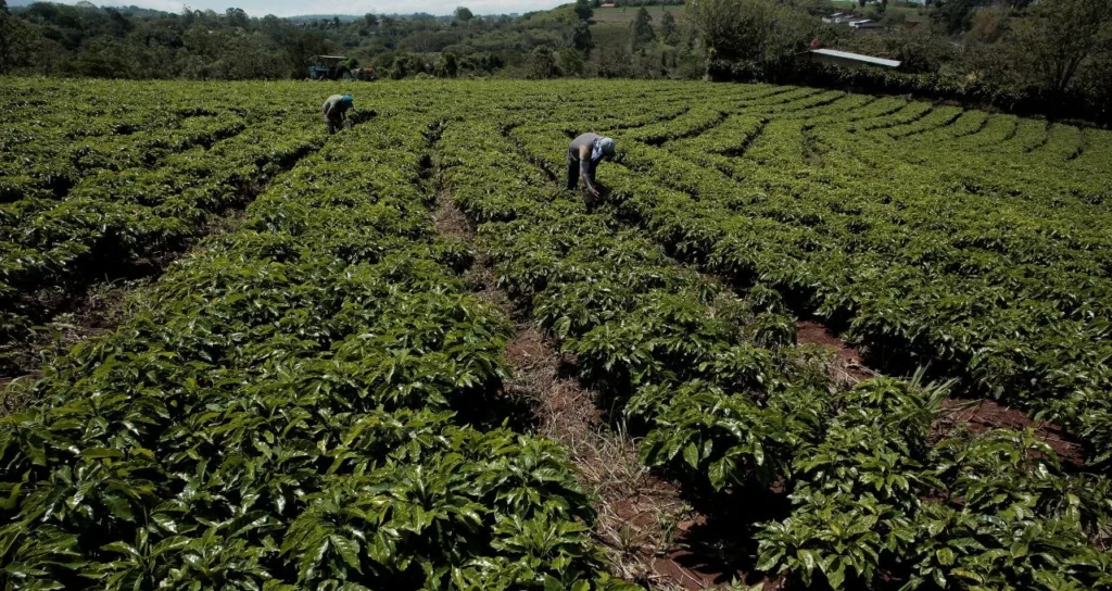 Café Arábica Ultrapassa Marca de US$ 3 por Libra-Peso com Queda nos Estoques Certificados e Forte Demanda