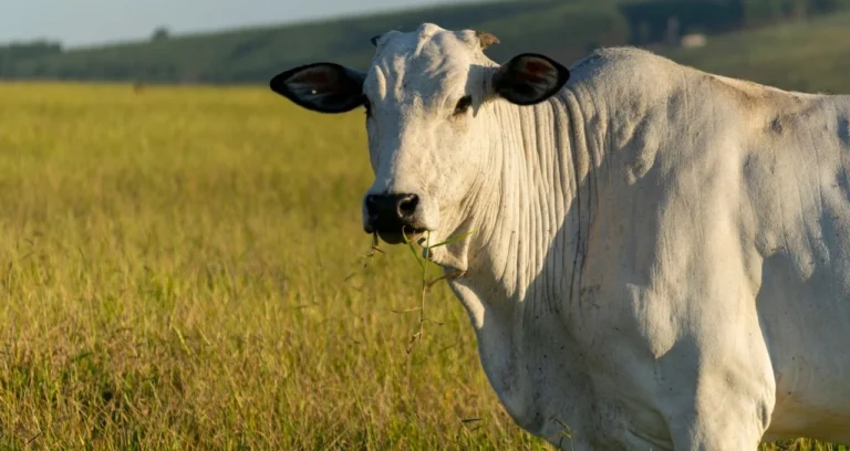 Brasil e Austrália Buscam Aumento Urgente nas Cotas de Exportação de Carne Bovina para a China