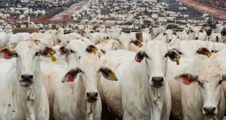 China Reabilita Frigoríficos Brasileiros: Exportações de Carne Bovina são Retomadas Após Suspensão
