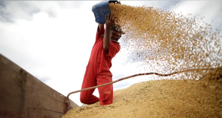 Agronegócio Brasileiro Enfrenta Margens Apertadas em Maio: Grãos e Proteínas Sob Pressão de Custos e Câmbio, Segundo BB Investimentos