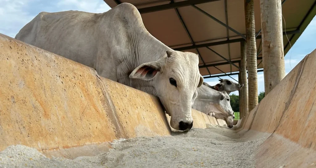 Câmara dos Deputados Aprova Ampliação de Produtos de Alimentação Animal no Programa de Venda em Balcão (ProVB)