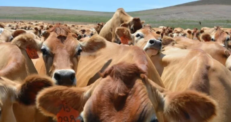 Nova Barreira Sanitária da UE: Agronegócio Brasileiro Lida com Exigências Regulatórias e Busca Reconstruir Confiança