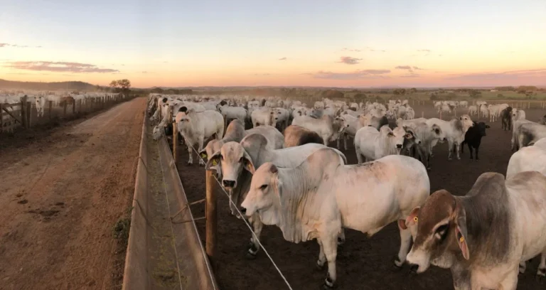 Suspeita de Berne em Bovinos no Texas Gera Alerta e Afeta Futuros de Gado nos EUA