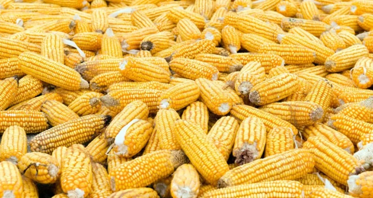 Preço do Milho Atinge Mínima de 8 Meses: Colheita e Recuo de Compradores Pressionam Cotações no Brasil