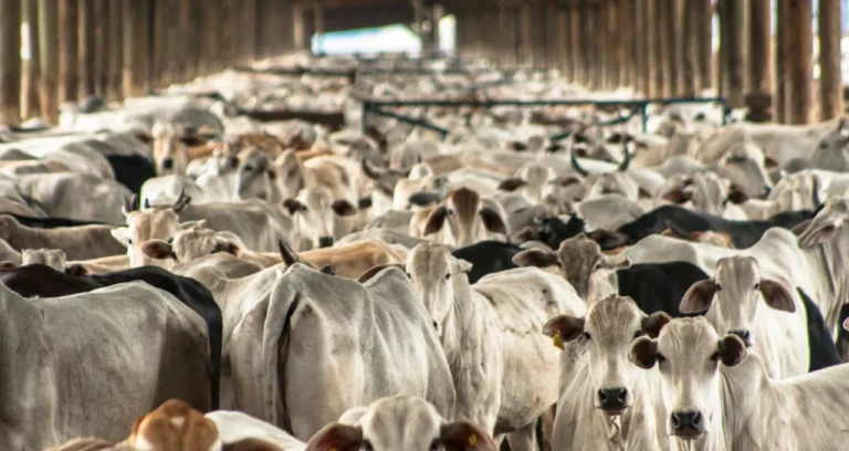 Parasita Ameaça Gado Americano e Abre Porta para Importações do México, Aponta BTG